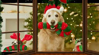 ♥ Ƹ̵̡Ӝ̵̨̄Ʒ ♥ How much is that doggie in the window ? ~ Patti Page
