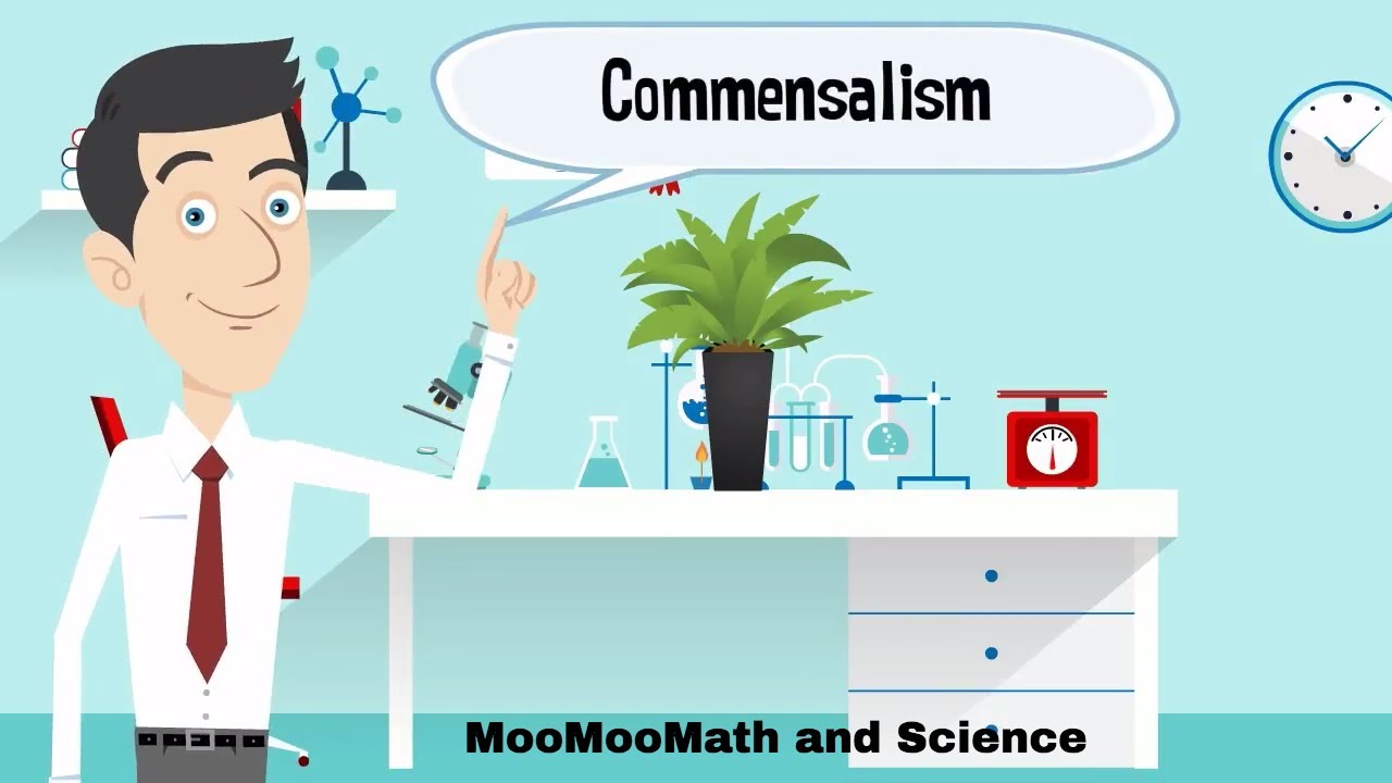 Commensalism Symbiosis Examples