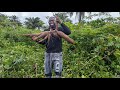 OUR 2025 FARM UPDATES AT ADIO FARMS Maize Cassava And Plantains OUR 2025 FARM UPDATES AT ADIO FARMS Maize Cassava And Plantains