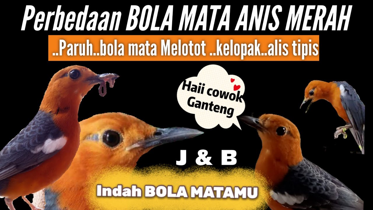 PERBEDAAN  Dari BOLA MATA ANIS MERAH BETINA Memang Lebih Cantik  keliatan  Dari Yang JANTAN