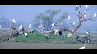 Keoladeo Ghana National Park Bharatpur - Rajasthan Tourism