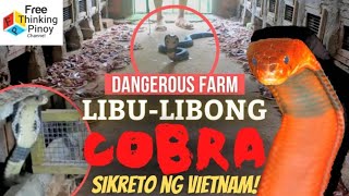 FARM NG 1,000 COBRAS | Pulang Cobra Nakita ng mga Snake Catcher