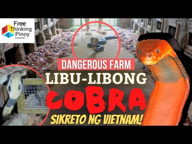 FARM NG 1,000 COBRAS | Pulang Cobra Nakita ng mga Snake Catcher class=