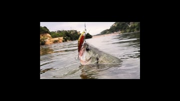 Action mồi cá giả pamu, dòng mồi minow câu lure lóc chẽm măng nhồng siêu nhạy