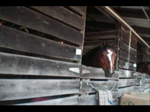 DEVON HORSE SHOW & COUNTRY FAIR // Marlon & Hayley...