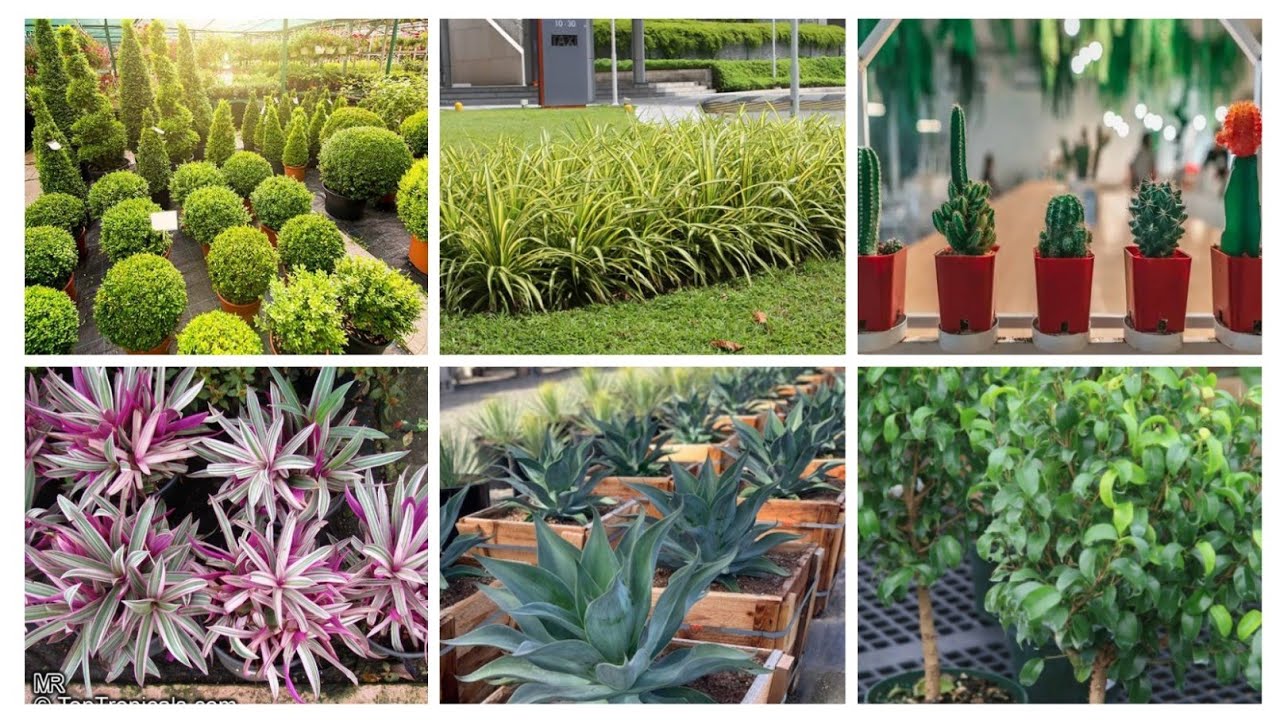 Top 10 sun loving plants | Outdoor plants | Easy Growing plants.