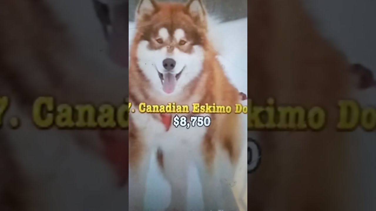 Top 10 Most Expensive Dog In The World YouTube Top 10 Most Expensive Dog In The World YouTube