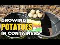 Growing Potatoes in Containers: Chitting, Planting, & Soil Secrets!
