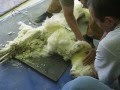 3rd Annual North American Alpaca Shearing Contest