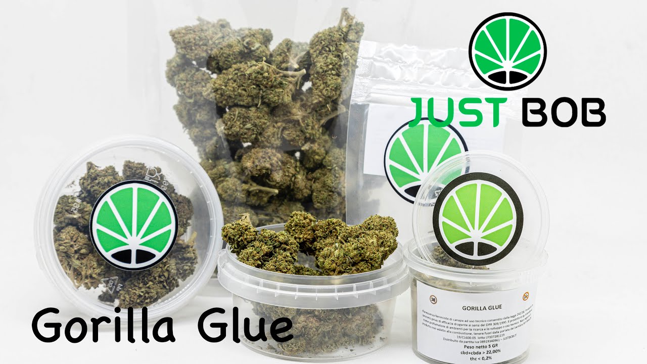 Gorilla Glue CBD - Marihuana CBD - JustBob SPA