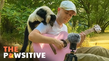 This Musician Found the Most Adorable Audience Ever ❤️ | The Pawsitive