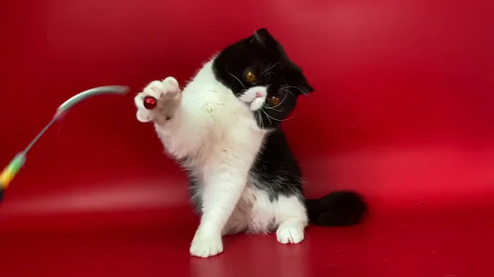 Video 3672161: exotic shorthair male kitten, white exotic shorthair kitten, exotic shorthair cattery, exotic shorthair black white