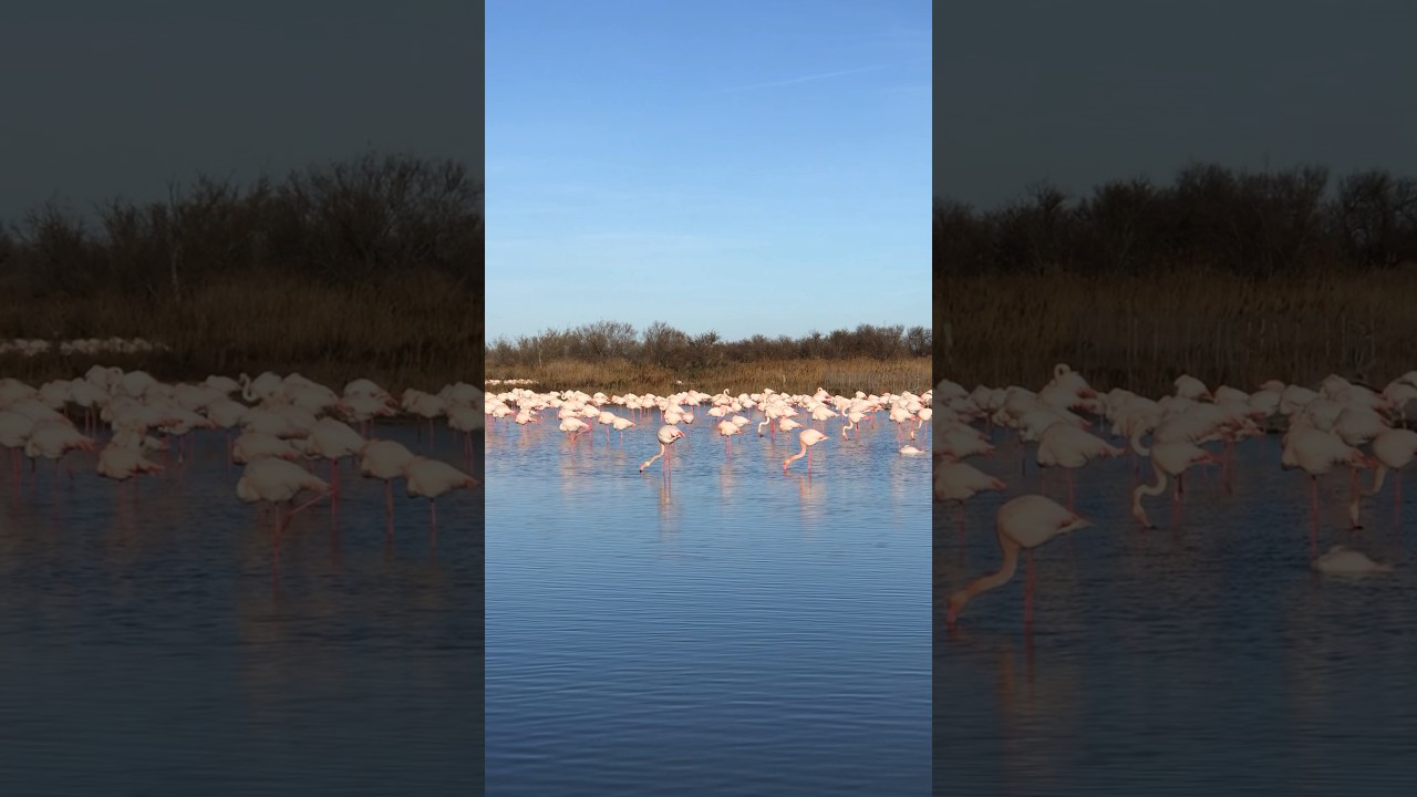 Camargue 