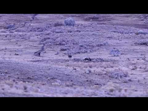 'Mortal Danger': Man Approaches Pack of Wolves in Yellowstone
