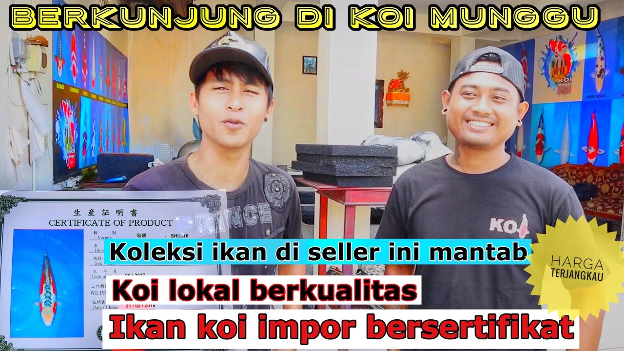 Berkunjung kerumah seller ikan koi berkualitas | koi munggu pulau bali - YouTube