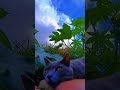 #Quem apronta mais na sua casa,todo mundo, mamãe cupa o papai papai cupa a vovó,#cat