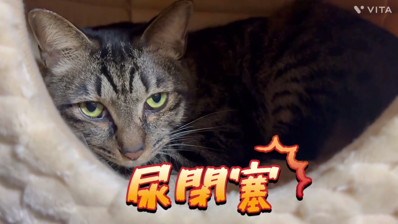 猫の尿閉塞&特発性膀胱炎