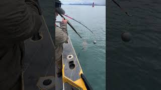 Elfin Cove Halibut Fishing – Harpoon Technique &amp; Pro Tips | YachtBuying101.com