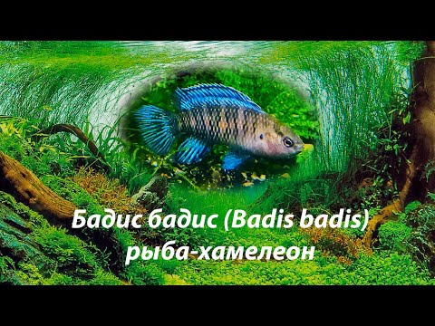 Бадис бадис , рыба-хамелеон / (Badis badis)