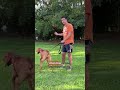 A Maioria das Pessoas Comete Esse Erro! ❌🐾 #shorts #veterinario #cachorro #adestramento #pets