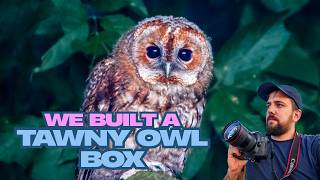 We are building a TAWNY OWL box (Hopefully)