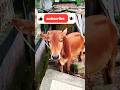 গরু #cow #foryou #shorts #shortvideo #guru #garu #animals #natural #cows #cowcartoon #viral #video