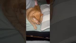 Grumpy Kitty has big Murder Mittens!😸#trending #viral #subscribe #trend #video #viralvideo