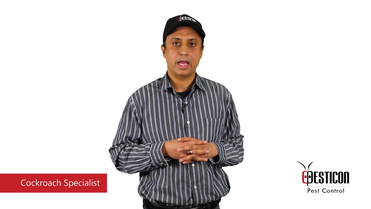 Cockroaches Control Toronto | Pesticon
