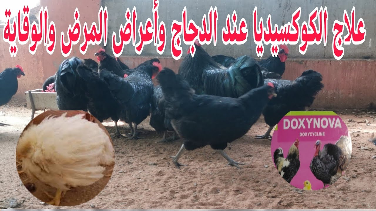 علاج الكوكسيديا عند الدجاج مع معرفة اعراض المرض وكيفية الوقاية