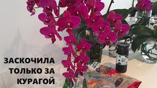 ЗАСКОЧИЛА ТОЛЬКО ЗА КУРАГОЙ В СУПЕРМАРКЕТ