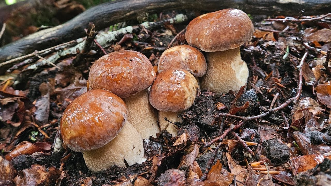 Cèpes 2025 🤩!!! Superbe pousse de Cèpe du 24/07/25.