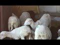 Бараны Меринос Турция#Merinos koyunları#koyun 27.07.2022