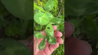 I Wasnt Even Out For An Hour Should I Go Find More?