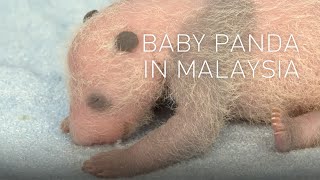 MALAYSIA FERTILE PANDAS：Record-breaking pair produce 3rd cub