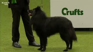 Best of Breed, Pastoral Group|BELGIAN SHEPHERD DOG (GROENENDAEL)|(20172022)