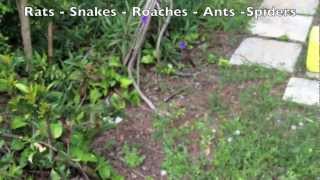 Pest Control West Palm Beach | Broward County