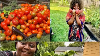 Do this to improve tomatoes fruit production, quality, and harvest