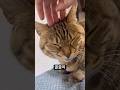 은근슬쩍 옆에 온 딱지 #cat #고양이 #cute #고등어고양이 #골골송 #고양이일상 #catvideos