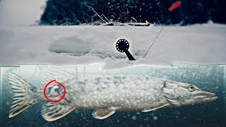 ЩУКА СО ШРАМОМ! Зимняя рыбалка 2019 на ЖЕРЛИЦЫ. Ловля ЩУКИ. Подводная съемка ЩУКА СО ШРАМОМ! Зимняя рыбалка 2019 на ЖЕРЛИЦЫ. Ловля ЩУКИ. Подводная съемка