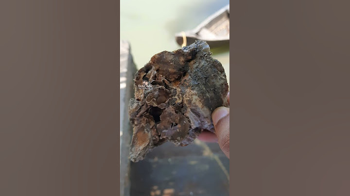 മുരു ഇറച്ചി കണ്ടിട്ടുണ്ടോ |oyster at my village