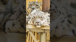 An old snow leopard found new strength thanks to a younger one. #animals #Friendship #Us