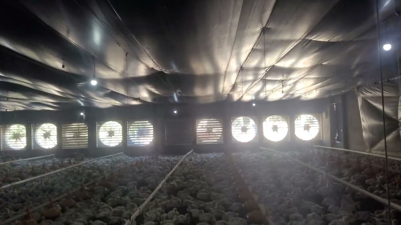 26 Dias de Progresso: Frangos de Corte Crescendo Forte 🐔💪