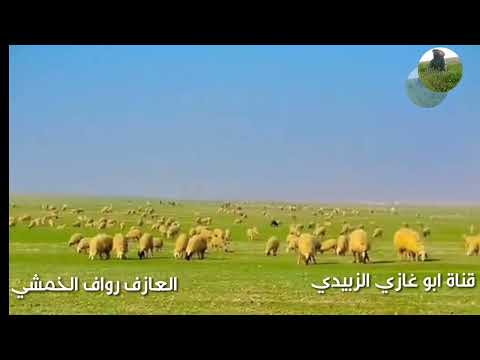 جرة ربابه بالله ماعينت ياحمود شوقي اداء العازف رواف الخمشي