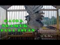 Seketika Ngamuk Dan Ikut Gacor Dengan Kutilang Ini Full Isian Lovebird Ngekek Panjang Mp3 - Mp4 Download