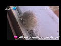 وائل كفوري متل العصفور المجروح