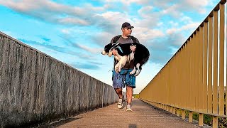 7 Km de Caminhada com meu border collie | Passeio INCRÍVEL!