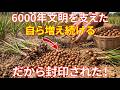 「雑草」にされた封印のスーパーフード。なぜ栽培を嫌がられるのか。6000年ファラオを支えた植物でした。