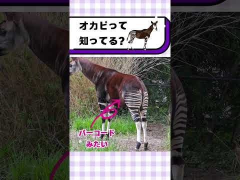 オカピって知ってる？#都音ゆずたみ #雑学 #豆知識