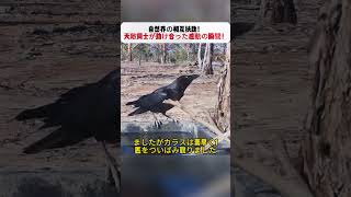 自然界の相互扶助! 天敵同士が助け合った感動の瞬間! #自然界の共生 #動物の相互扶助 #野生動物救出 #カラスの知能 #動物感動ストーリー