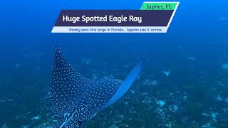 [Must See Rare] Huge Spotted Eagle Ray with @FloridaScubaDivers